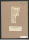 Gomphonema sp. (de-Toni-Nr.: Genus 37, Species 1758 ?) Zeichnungen Sammlung Grunow Nr. 3534 (NHMW-BOT-W0371098)